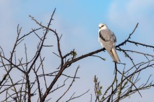 White-tailed kite perched on a branch