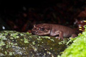 Giant Salamander in Adobe Creek