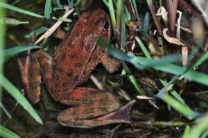 Red Legged Frog photo