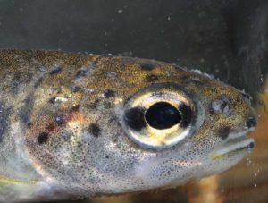 Steelhead in Adobe Creek photo