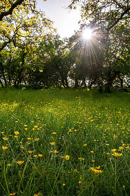 Flowers in field with sun poking through the trees