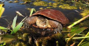 Western Pond Turtle photo