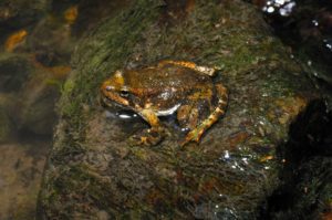 Red Legged Frog photo