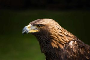 Close up photo of Golden Eagle